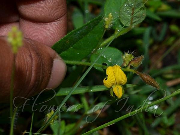 Bindweed Rattleweed