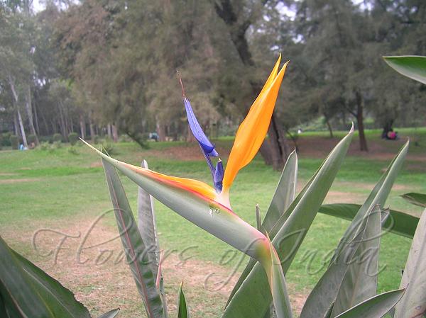 Bird of Paradise