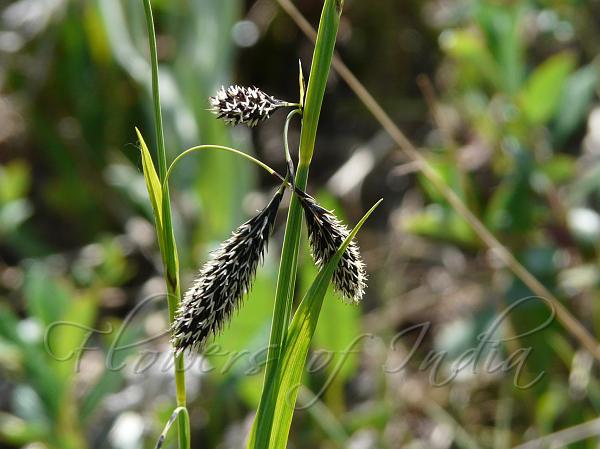Black Himalayan Sedge