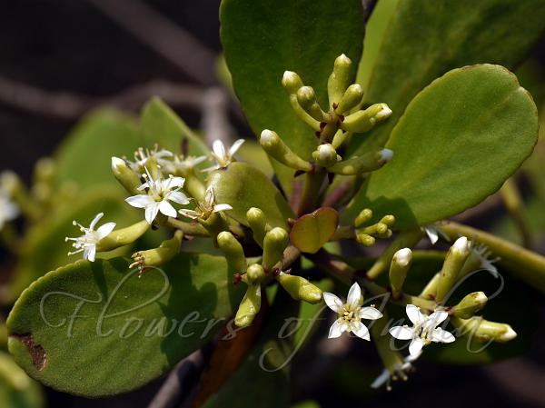 Black Mangrove