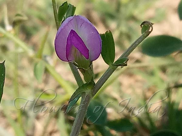 Black-Pod Vetch