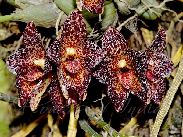 Black-Spotted Bulb-Leaf Orchid