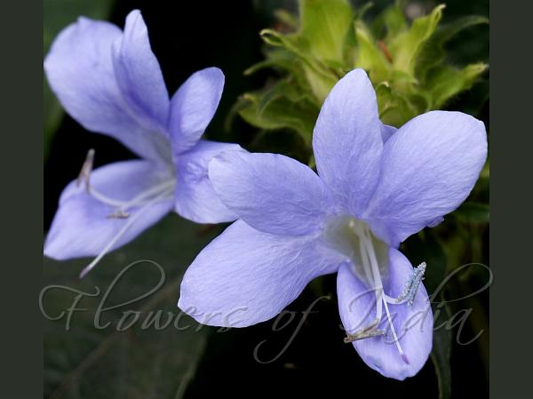 Blue Bush-Violet