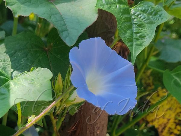 Lot Ipomoea Hederacea Nil Blue Morning Glory Kaladana Kalanjani Neelkalmi Seeds 