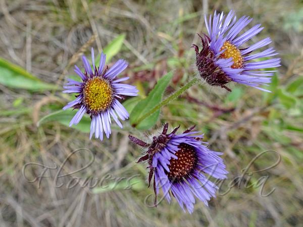 Blue Mountain Fleabane