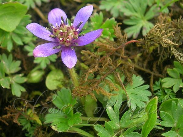 Blue Rock Anemone