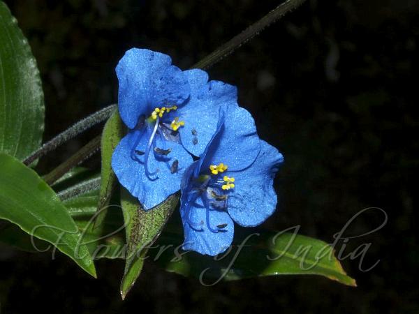 Blue Spiderwort