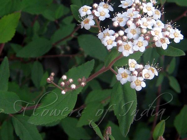Blueberry-Leaved Spirea