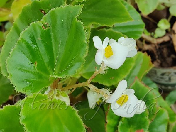 Brazilian Begonia