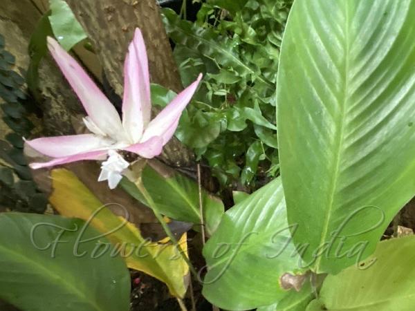 Brazilian Star Calathea