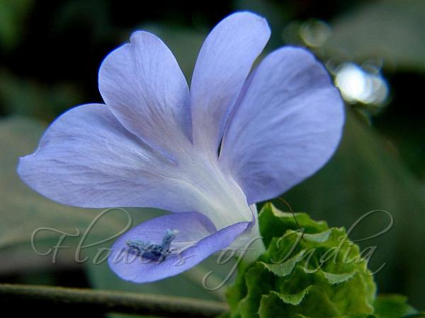 Bristly Blue Bush-Violet
