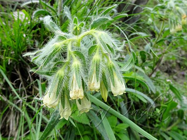 Bristly Onosma