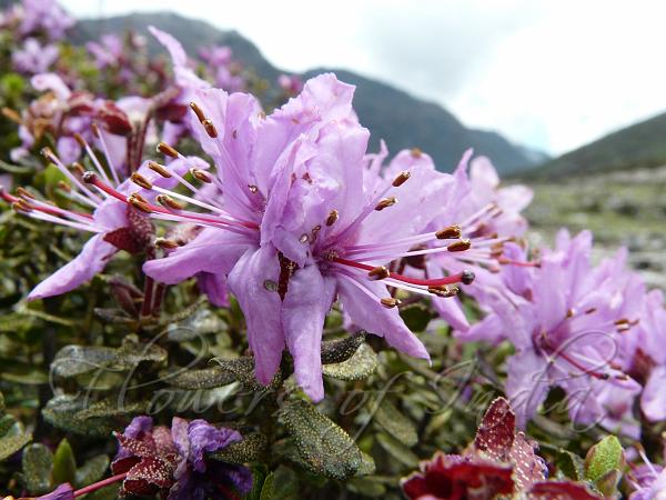 Bristly Rhododendron