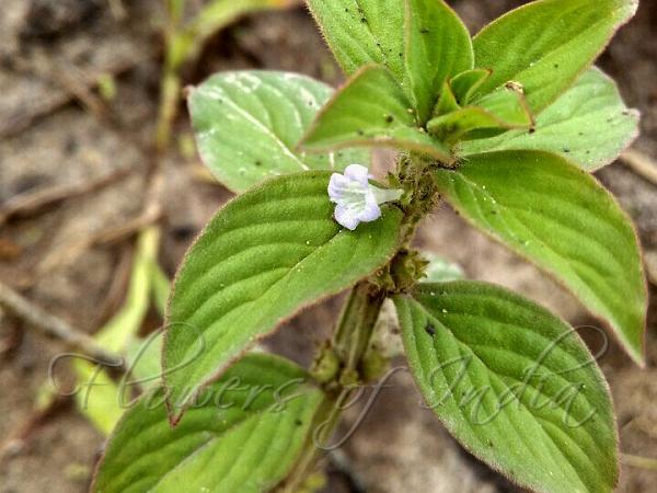 Broad-Leaf Buttonweed