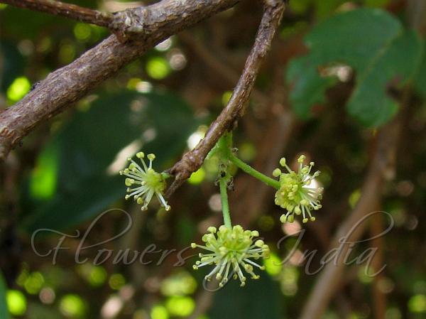 Broad-Leaved Coffee-Plum