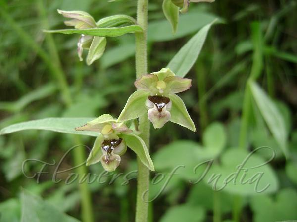 Broadleaf Helleborine
