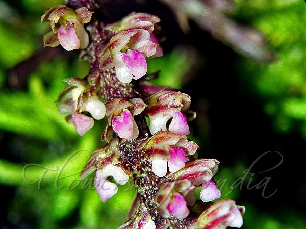Broadleaf Reed-Orchid