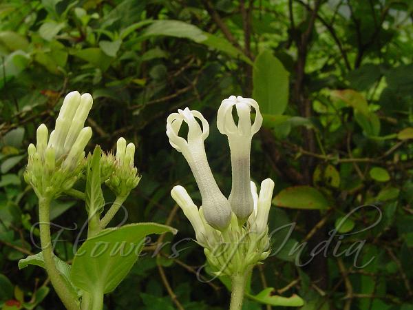 Broadleaf White Ceropegia