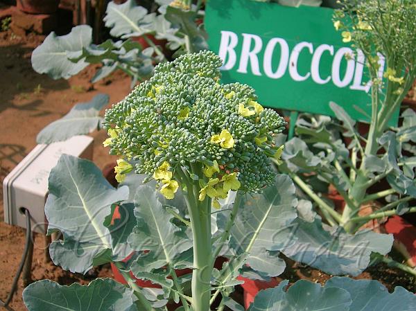 Broccoli