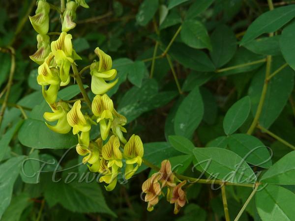 Broom Rattlepod