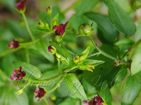 Brown Figwort