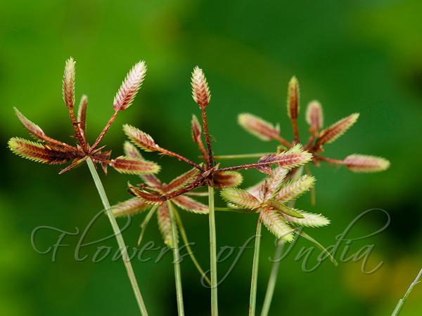 Brown Flatsedge