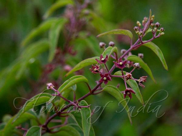 Brown-Flowered Ipecac