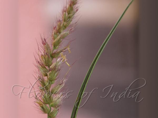 Buffel Grass