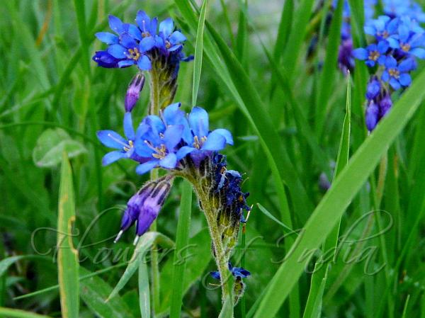 Bugloss Alpine Bluebell