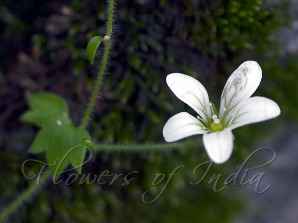 Bulblet-Bearing Saxifrage