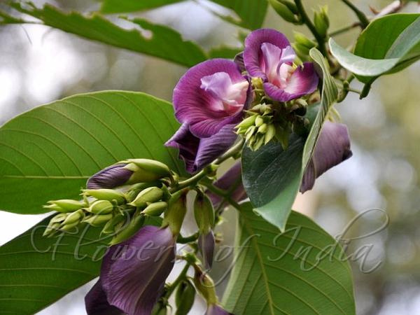 Butterfly Pea Tree