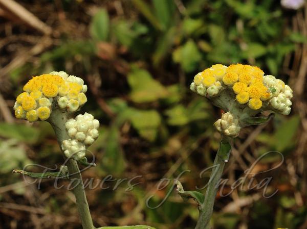 Butterfly-Bush Golden Cudweed
