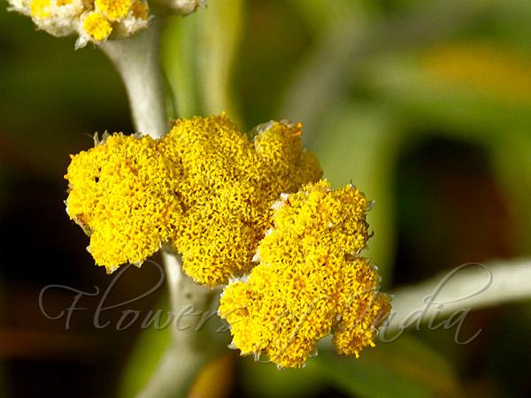 Butterfly-Bush Golden Cudweed