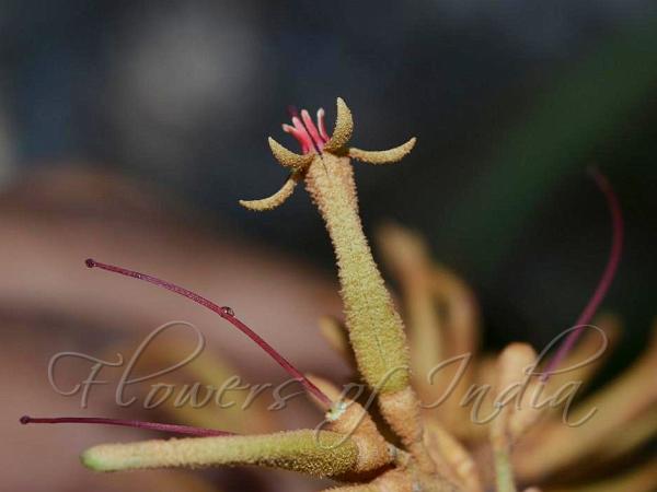 Butterfly-Bush Mistletoe