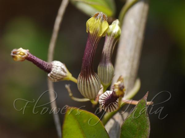 Candlestick Ceropegia