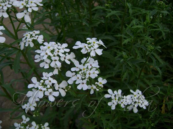 Candytuft