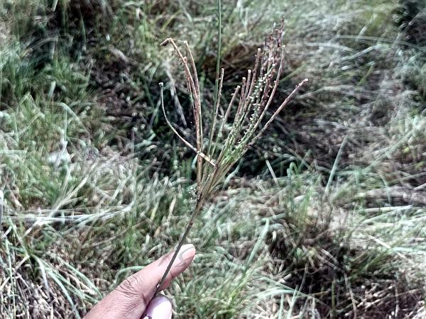 Canegrass