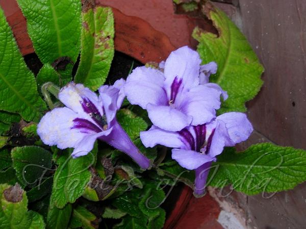 Cape Primrose