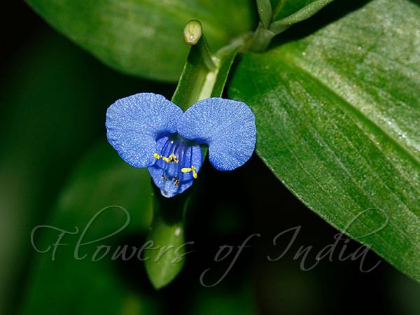 Carolina Dayflower