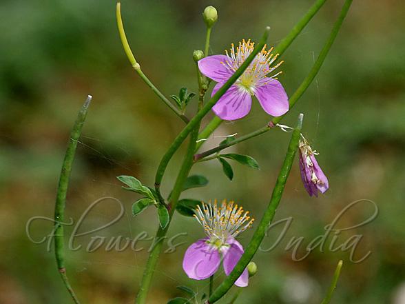 Celandine Spider Flower