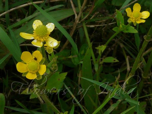 Celery-Leaved Buttercup