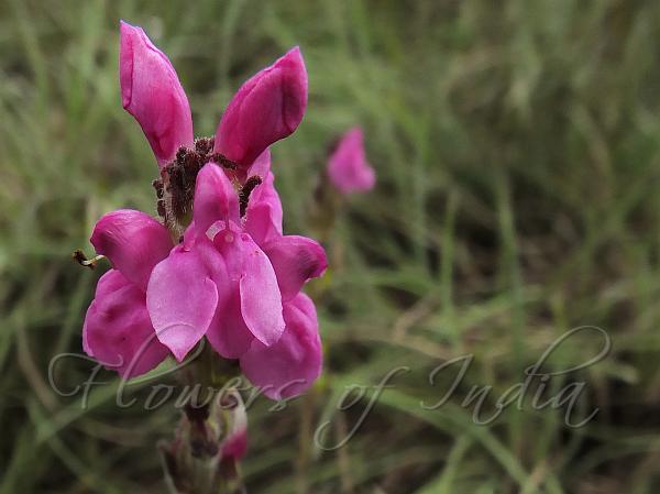 Ceylon Lousewort
