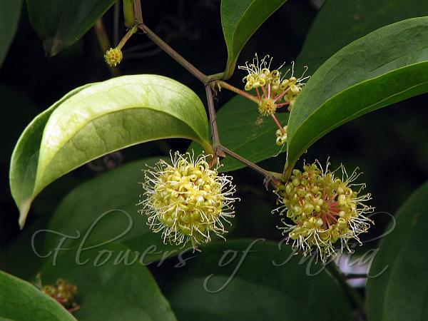 Ceylon Smilax