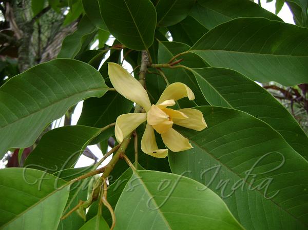 Magnolia Champaca Champa