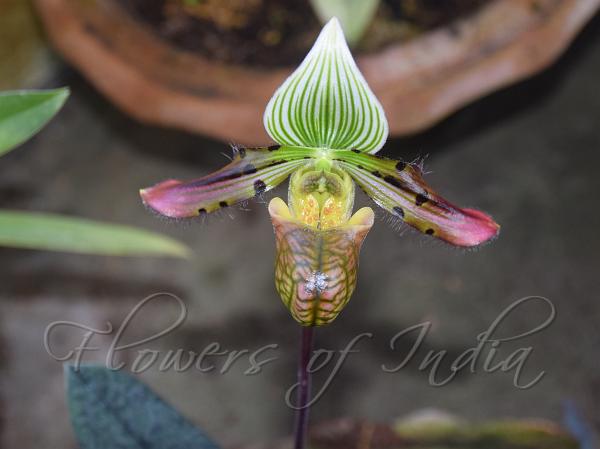 Charming Slipper Orchid