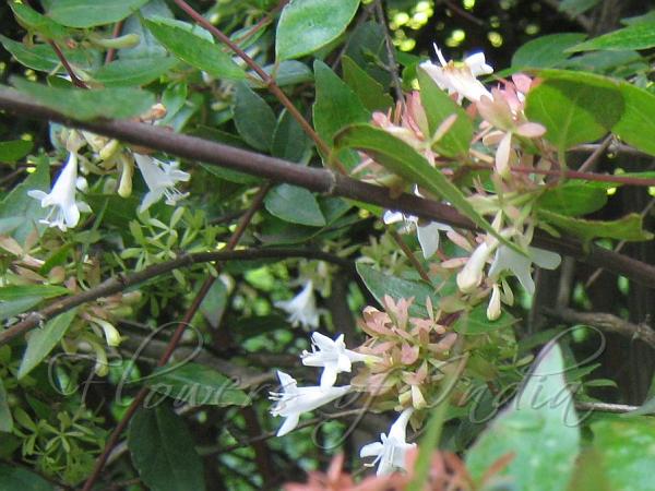 Chinese Abelia