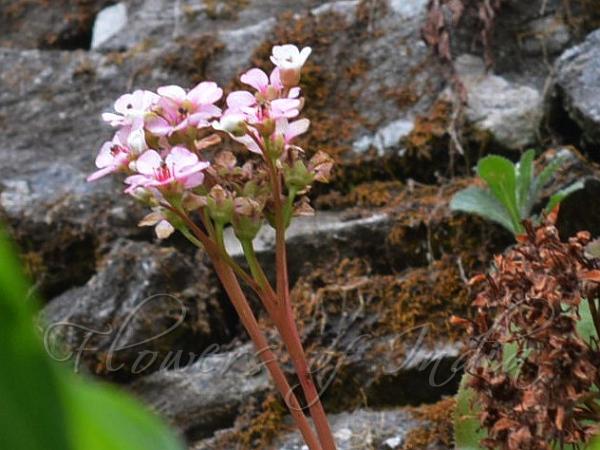 Chinese Bergenia