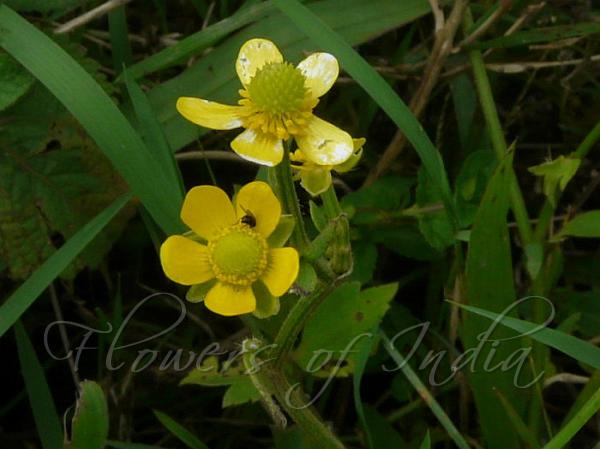 Chinese Buttercup
