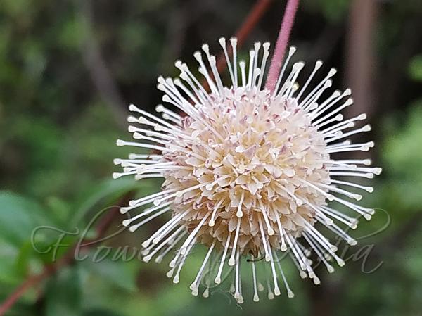 Chinese Buttonbush