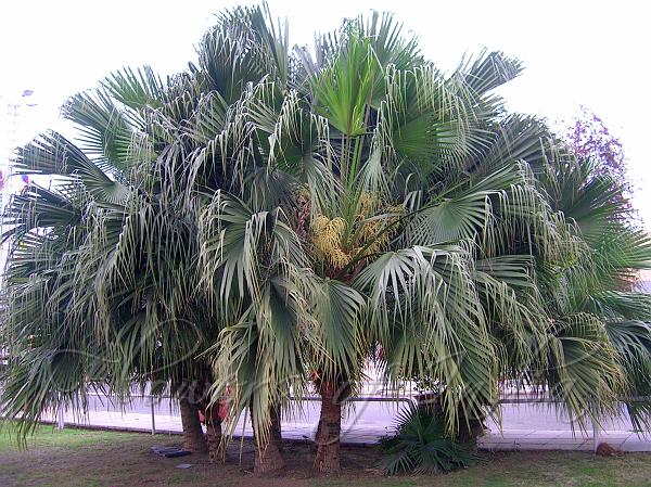Chinese Fan Palm